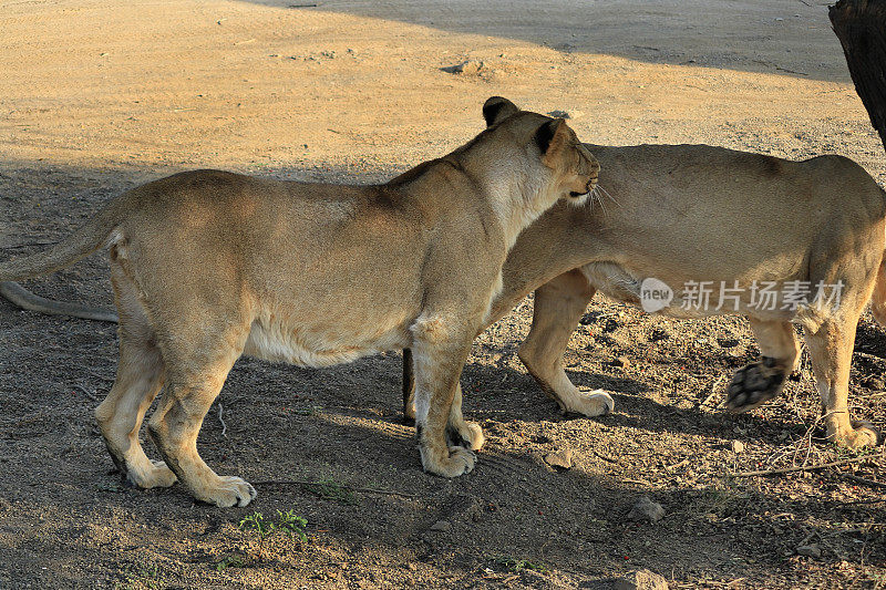 亚洲狮科，狮(Panthera leo persica)亚洲狮是美洲豹。它的活动范围仅限于印度古吉拉特邦的吉尔国家公园和周边地区。狮子在野生动物中休息